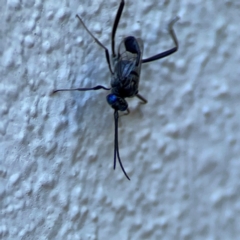 Evaniidae (family) at Darlington, NSW - 21 Jan 2024 10:19 AM