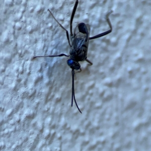 Evaniidae (family) at Darlington, NSW - 21 Jan 2024 10:19 AM