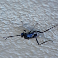 Evaniidae (family) at Darlington, NSW - 21 Jan 2024 10:19 AM