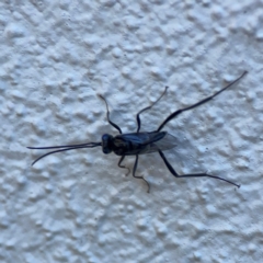 Evaniidae (family) at Darlington, NSW - 21 Jan 2024 10:19 AM