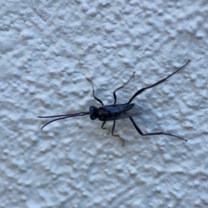 Evaniidae (family) at Darlington, NSW - 21 Jan 2024 10:19 AM