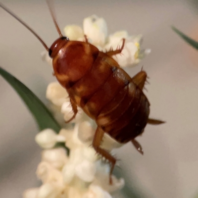 Unidentified Cockroach (Blattodea, several families) at Darlington, NSW - 20 Jan 2024 by Hejor1