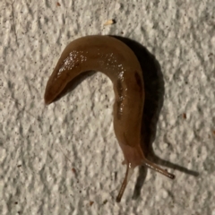 Ambigolimax sp. (valentius and waterstoni) (Striped Field Slug) at Darlington, NSW - 20 Jan 2024 by Hejor1