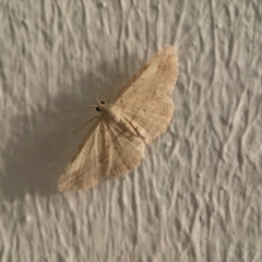 Unidentified Geometer moth (Geometridae) at Darlington, NSW - 20 Jan 2024 by Hejor1