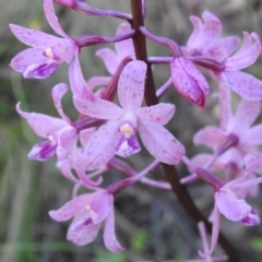 Dipodium roseum (Rosy Hyacinth Orchid) at Tidbinbilla Nature Reserve - 18 Jan 2024 by JohnBundock