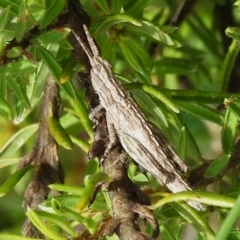 Coryphistes ruricola (Bark-mimicking Grasshopper) at Hackett, ACT - 20 Jan 2024 by JohnBundock