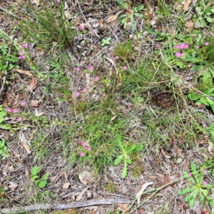 Centaurium tenuiflorum at Mount Majura - 20 Jan 2024