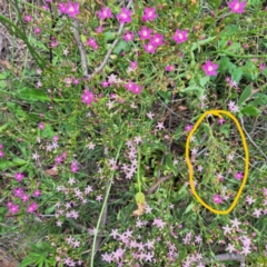 Centaurium tenuiflorum at Mount Majura - 20 Jan 2024 11:52 AM