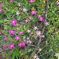 Centaurium tenuiflorum at Mount Majura - 20 Jan 2024 11:52 AM