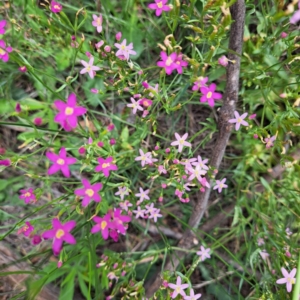 Centaurium tenuiflorum at Mount Majura - 20 Jan 2024