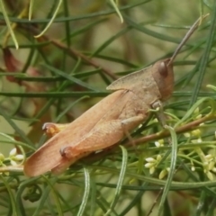 Goniaea australasiae (Gumleaf grasshopper) at Watson, ACT - 20 Jan 2024 by JohnBundock