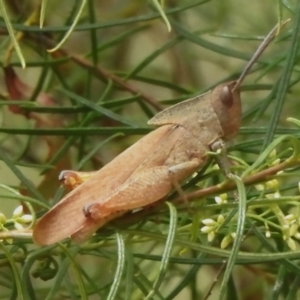 Goniaea australasiae at Watson, ACT - 20 Jan 2024