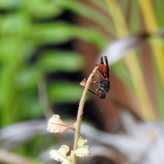 Eumeninae (subfamily) (Unidentified Potter wasp) at Avoca, QLD - 19 Nov 2023 by Gaylesp8