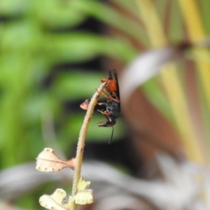 Eumeninae (subfamily) at suppressed - suppressed