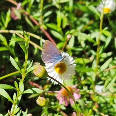 Zizina otis (Common Grass-Blue) at Hawker, ACT - 20 Jan 2024 by sangio7