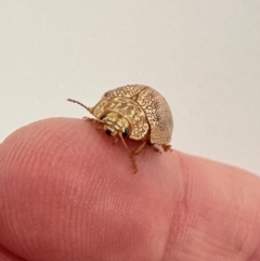 Paropsis atomaria (Eucalyptus leaf beetle) at Deakin, ACT - 21 Jan 2024 by emptysea