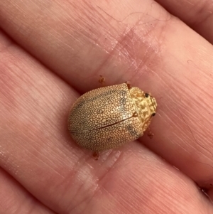 Paropsis atomaria at Deakin, ACT - 21 Jan 2024