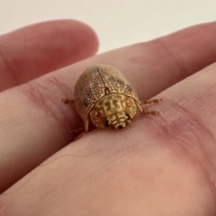 Paropsis atomaria at Deakin, ACT - 21 Jan 2024