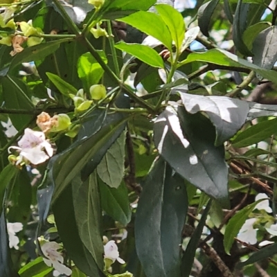 Prostanthera lasianthos (Victorian Christmas Bush) at Tallaganda State Forest - 16 Dec 2023 by Canberragal