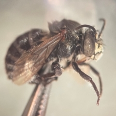 Amegilla (Zonamegilla) asserta (Blue Banded Bee) at Macquarie University, NSW - 8 Dec 2023 by FumblebeeFae