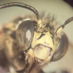 Amegilla (Zonamegilla) asserta at Macquarie University, NSW - 8 Dec 2023 10:39 AM