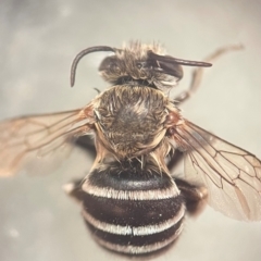 Amegilla (Zonamegilla) asserta at Macquarie University, NSW - 8 Dec 2023 10:39 AM