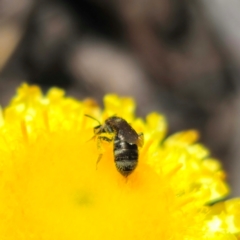 Lasioglossum (Chilalictus) sp. (genus & subgenus) (Halictid bee) at QPRC LGA - 21 Jan 2024 by Csteele4