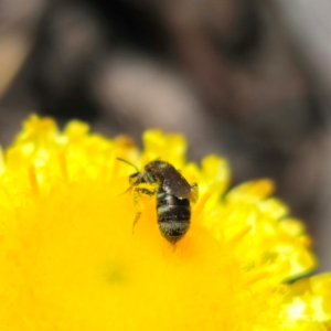 Lasioglossum (Chilalictus) sp. (genus & subgenus) at QPRC LGA - 21 Jan 2024 01:46 PM