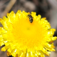 Lasioglossum (Chilalictus) sp. (genus & subgenus) at QPRC LGA - 21 Jan 2024 01:46 PM