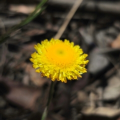 Coronidium scorpioides (Button Everlasting) at QPRC LGA - 21 Jan 2024 by Csteele4