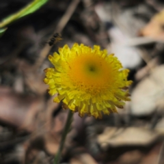 Coronidium scorpioides at QPRC LGA - 21 Jan 2024