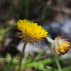 Coronidium scorpioides at QPRC LGA - 21 Jan 2024