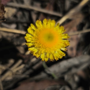 Coronidium scorpioides at QPRC LGA - 21 Jan 2024