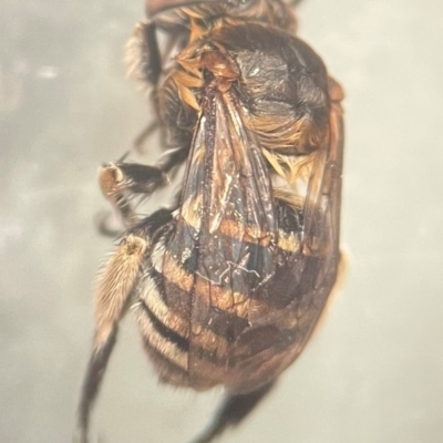 Amegilla (Zonamegilla) asserta (Blue Banded Bee) at Lidcombe, NSW - 13 Dec 2023 by FumblebeeFae