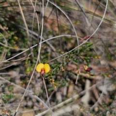Bossiaea buxifolia (Matted Bossiaea) at QPRC LGA - 21 Jan 2024 by Csteele4