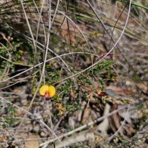 Bossiaea buxifolia at QPRC LGA - 21 Jan 2024