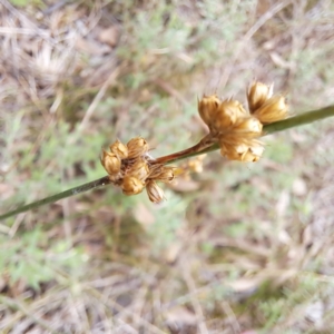 Juncus sp. at Mount Majura - 20 Jan 2024