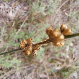 Juncus sp. at Mount Majura - 20 Jan 2024