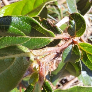 Viburnum tinus at Watson, ACT - 21 Jan 2024 10:20 AM