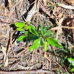 Viburnum tinus at Watson, ACT - 21 Jan 2024