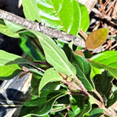 Viburnum tinus at Watson, ACT - 21 Jan 2024