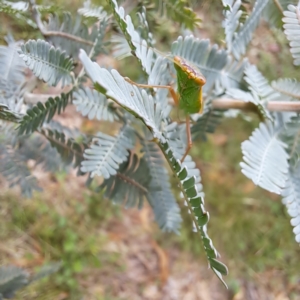 Orthodera ministralis at Mount Majura - 20 Jan 2024 11:11 AM