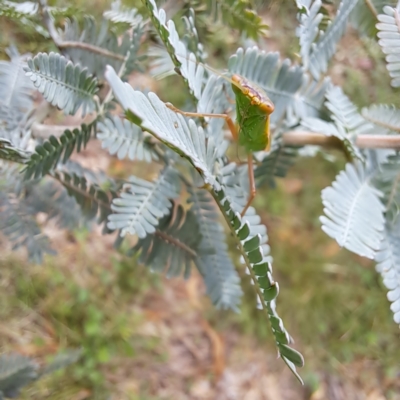 Orthodera ministralis (Green Mantid) at Mount Majura - 20 Jan 2024 by abread111