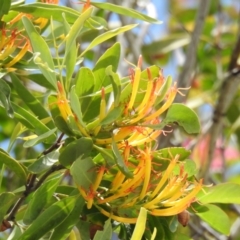 Dendrophthoe glabrescens (Orange Mistletoe) at Avoca, QLD - 19 Jan 2024 by Gaylesp8