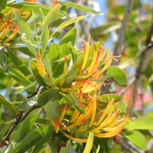 Dendrophthoe glabrescens at Avoca, QLD - 19 Jan 2024