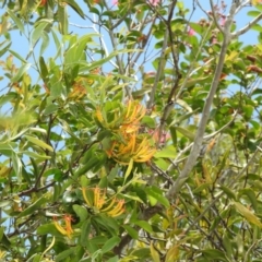 Dendrophthoe glabrescens at Avoca, QLD - 19 Jan 2024