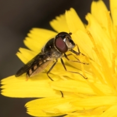 Melangyna viridiceps (Hover fly) at Blue Devil Grassland, Umbagong Park (BDG) - 20 Jan 2024 by kasiaaus