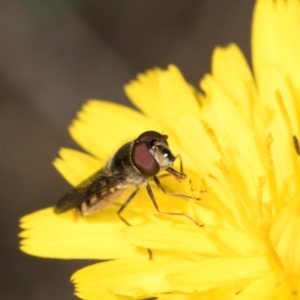 Melangyna viridiceps at Blue Devil Grassland, Umbagong Park (BDG) - 21 Jan 2024