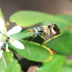 Nemophora (genus) at Hughes, ACT - 19 Jan 2024 by LisaH