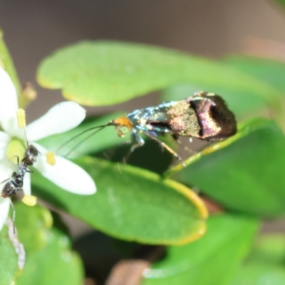 Nemophora (genus) at Hughes, ACT - 19 Jan 2024 by LisaH